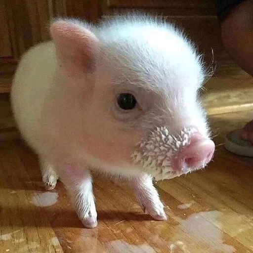 🐷 Стикер «смешные хряки» для Telegram