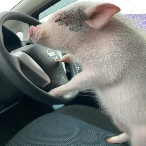 🐷 Стикер «смешные хряки» для Telegram