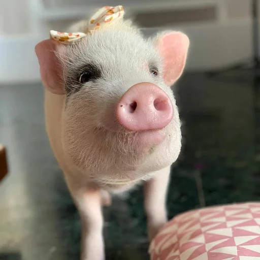 🐷 Стикер «смешные хряки» для Telegram