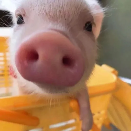 🐷 Стикер «смешные хряки» для Telegram