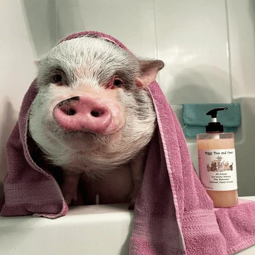 🐷 Стикер «смешные хряки» для Telegram