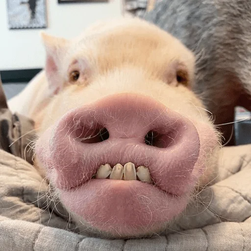🐷 Стикер «смешные хряки» для Telegram