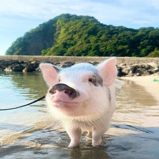 🐷 Стикер «смешные хряки» для Telegram