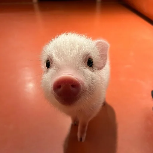 🐷 Стикер «смешные хряки» для Telegram