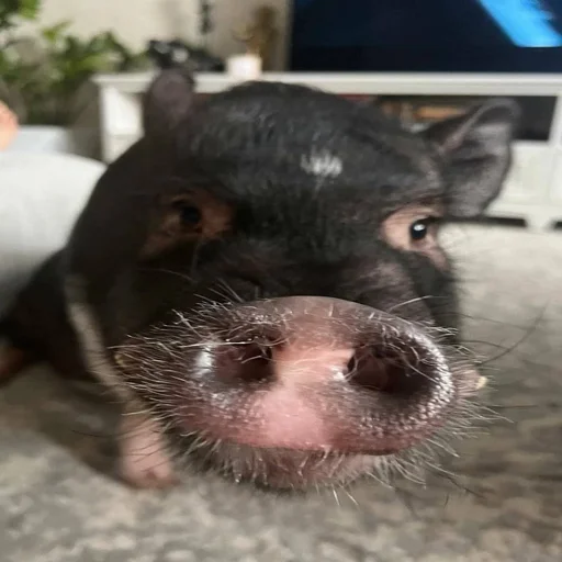 🐷 Стикер «смешные хряки» для Telegram