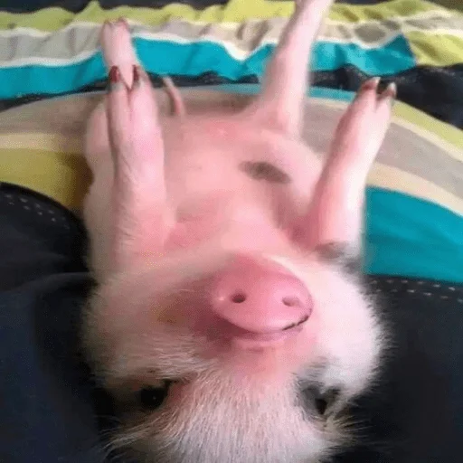🐷 Стикер «смешные хряки» для Telegram