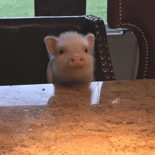 🐷 Стикер «смешные хряки» для Telegram