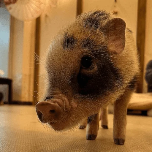 🐷 Стикер «смешные хряки» для Telegram