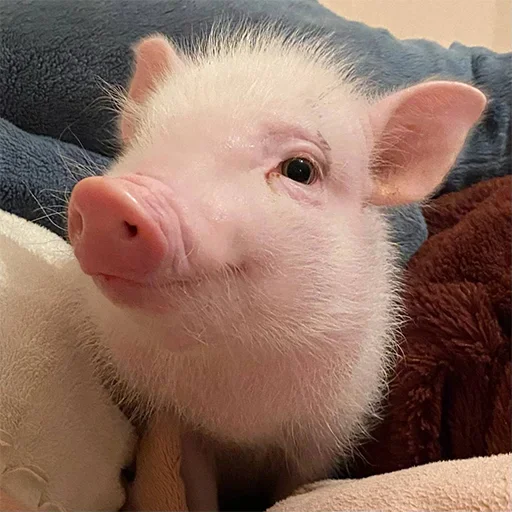 🐷 Стикер «смешные хряки» для Telegram