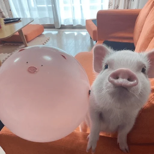 🐷 Стикер «смешные хряки» для Telegram