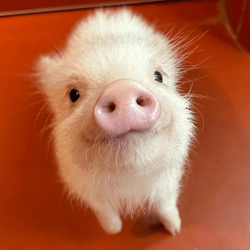🐷 Стикер «смешные хряки» для Telegram