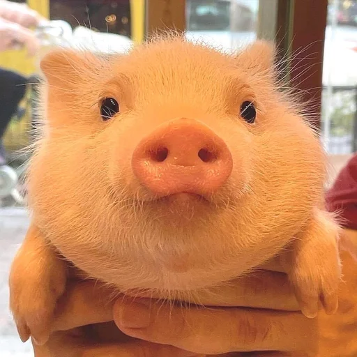🐷 Стикер «смешные хряки» для Telegram