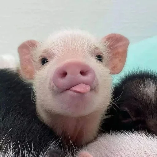 🐷 Стикер «смешные хряки» для Telegram