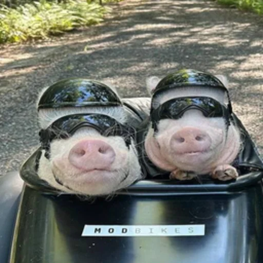 🐷 Стикер «смешные хряки» для Telegram