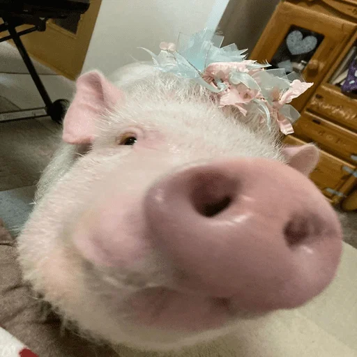 🐷 Стикер «смешные хряки» для Telegram