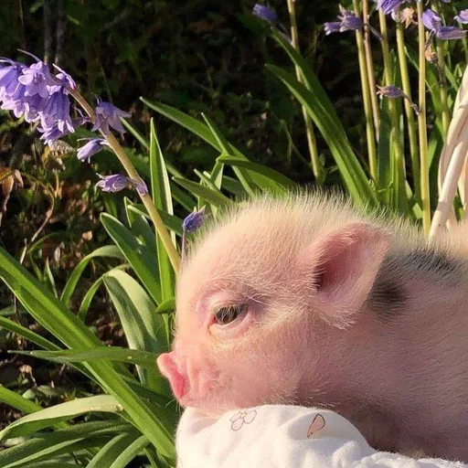 🐷 Стикер «смешные хряки» для Telegram