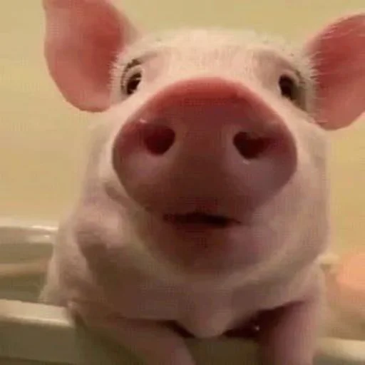 🐷 Стикер «смешные хряки» для Telegram