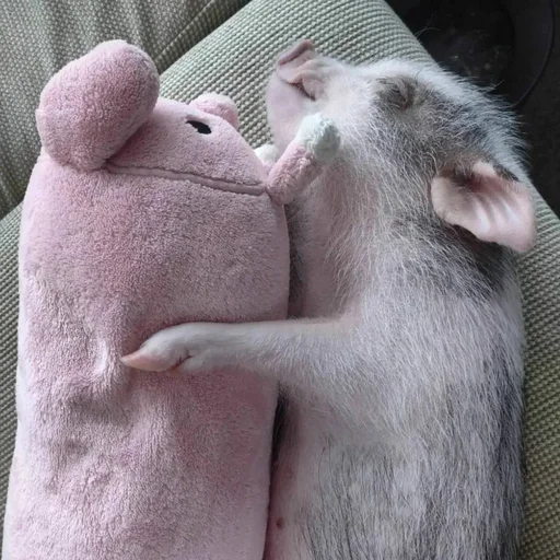 🐷 Стикер «смешные хряки» для Telegram