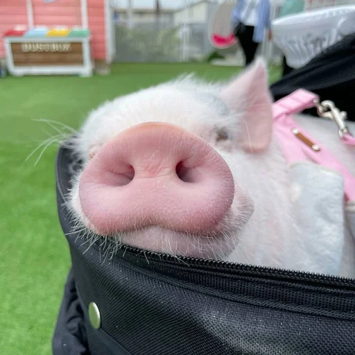 🐷 Стикер «смешные хряки» для Telegram