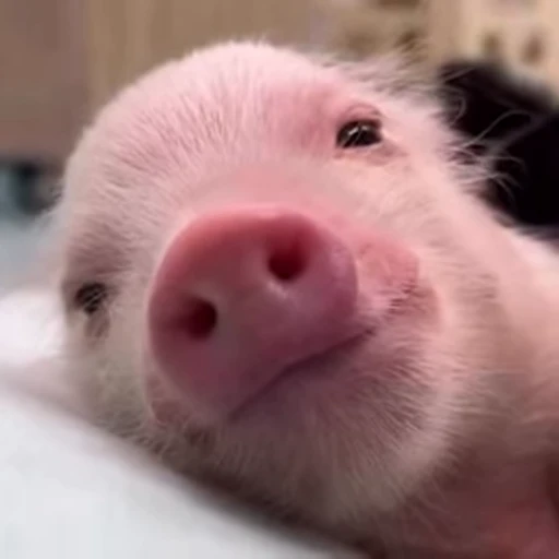 🐷 Стикер «смешные хряки» для Telegram