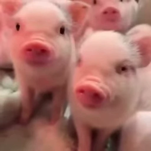 🐷 Стикер «смешные хряки» для Telegram