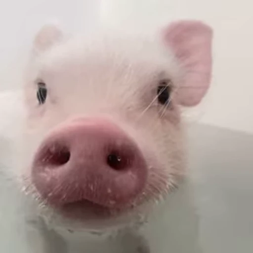 🐷 Стикер «смешные хряки» для Telegram