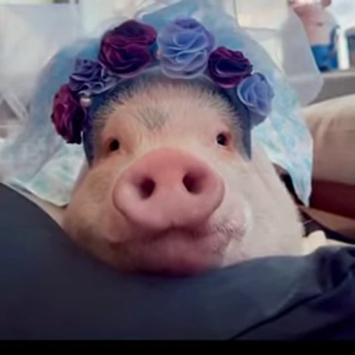 🐷 Стикер «смешные хряки» для Telegram