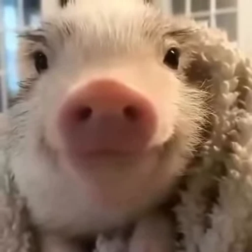 🐷 Стикер «смешные хряки» для Telegram