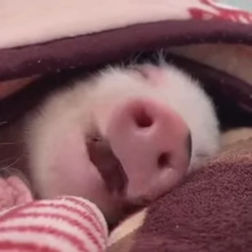 🐷 Стикер «смешные хряки» для Telegram