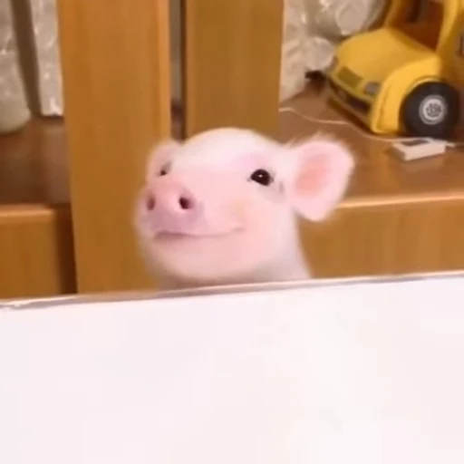 🐷 Стикер «смешные хряки» для Telegram