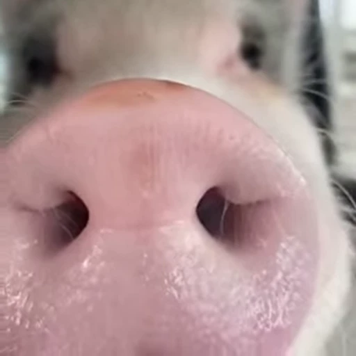🐷 Стикер «смешные хряки» для Telegram