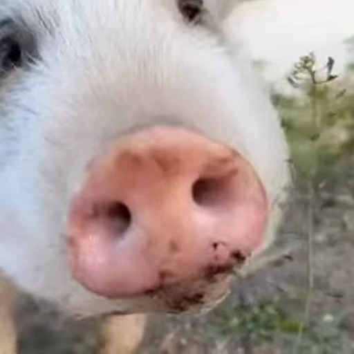 🐷 Стикер «смешные хряки» для Telegram
