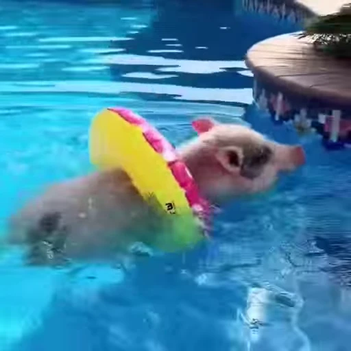 🐷 Стикер «смешные хряки» для Telegram