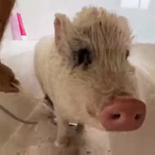 🐷 Стикер «смешные хряки» для Telegram