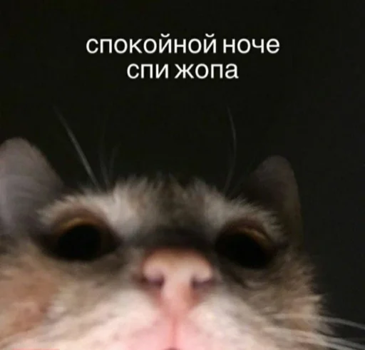 🍑 Стикер «My lovely стайл» для Telegram