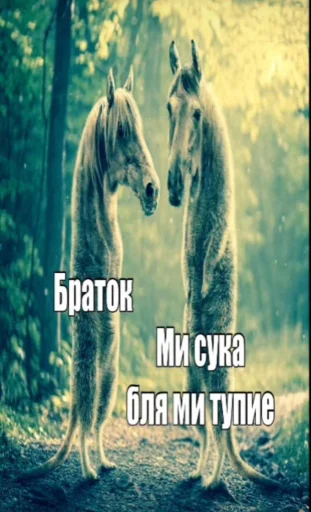 🤩 Стикер «Смешные картинки кохи» для Telegram