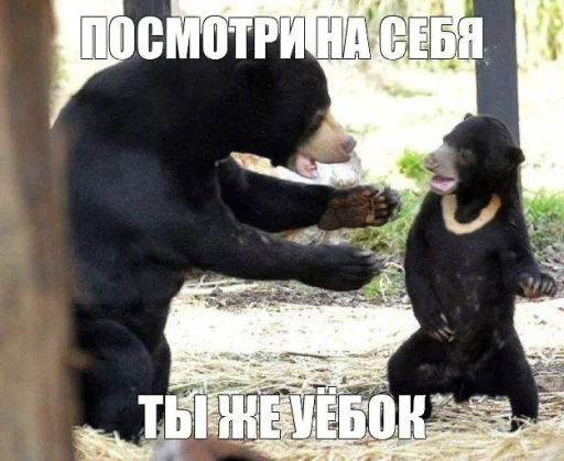 🤩 Стикер «Смешные картинки кохи» для Telegram