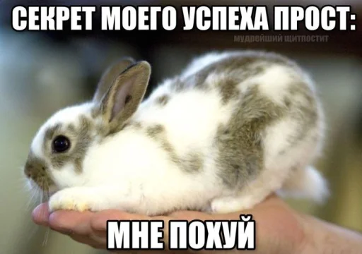 🤩 Стикер «Смешные картинки кохи» для Telegram