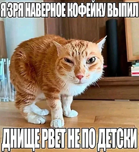 🤩 Стикер «Смешные картинки кохи» для Telegram