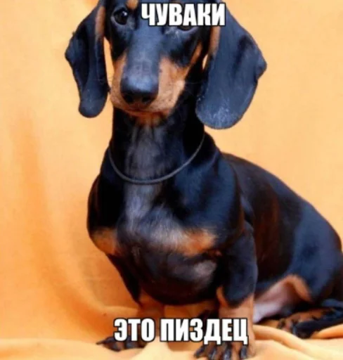 🤩 Стикер «Смешные картинки кохи» для Telegram