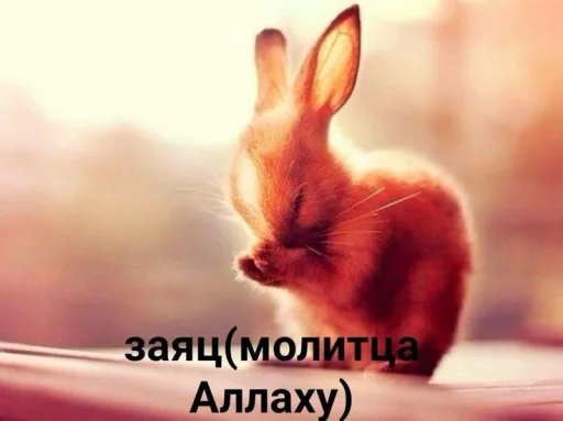 🤩 Стикер «Смешные картинки кохи» для Telegram