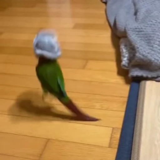 🦜 Стикер «Смешные животные» для Telegram