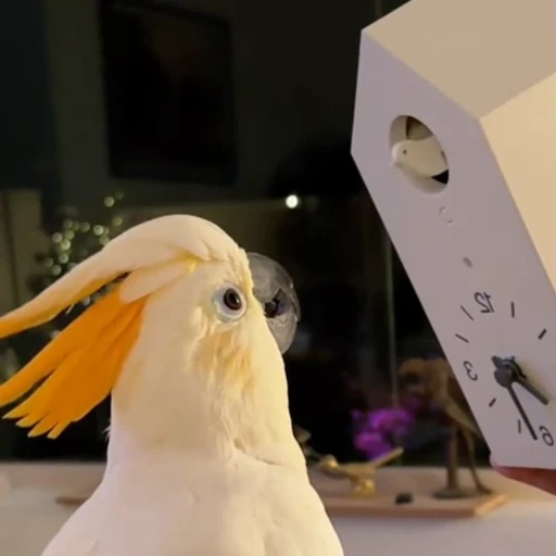🦜 Стикер «Смешные животные» для Telegram