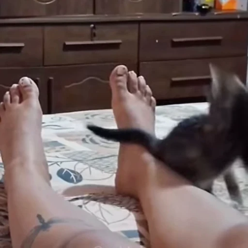 🐈 Стикер «Смешные животные» для Telegram