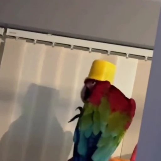 🦜 Стикер «Смешные животные» для Telegram