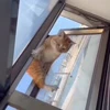 🤩 Эмодзи «Смешные животные» для Telegram