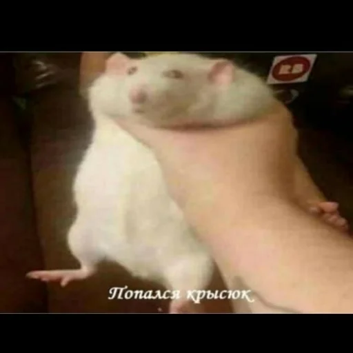 🐭 Стикер «смехуечки» для Telegram
