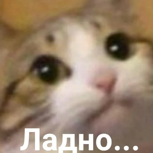 🐱 Стикер «смехуечки» для Telegram