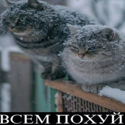 🦁 Стикер «смехуечки» для Telegram