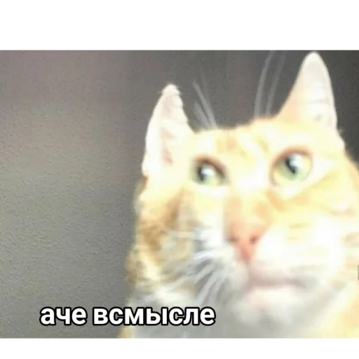 😾 Стикер «смехуечки» для Telegram